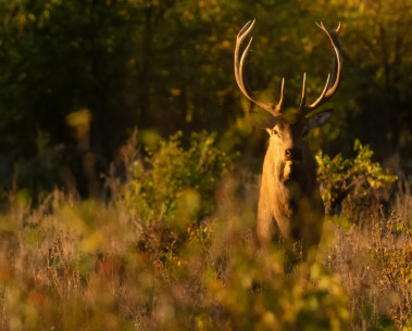 New SELINA publication explores the value of hunting ecosystem services